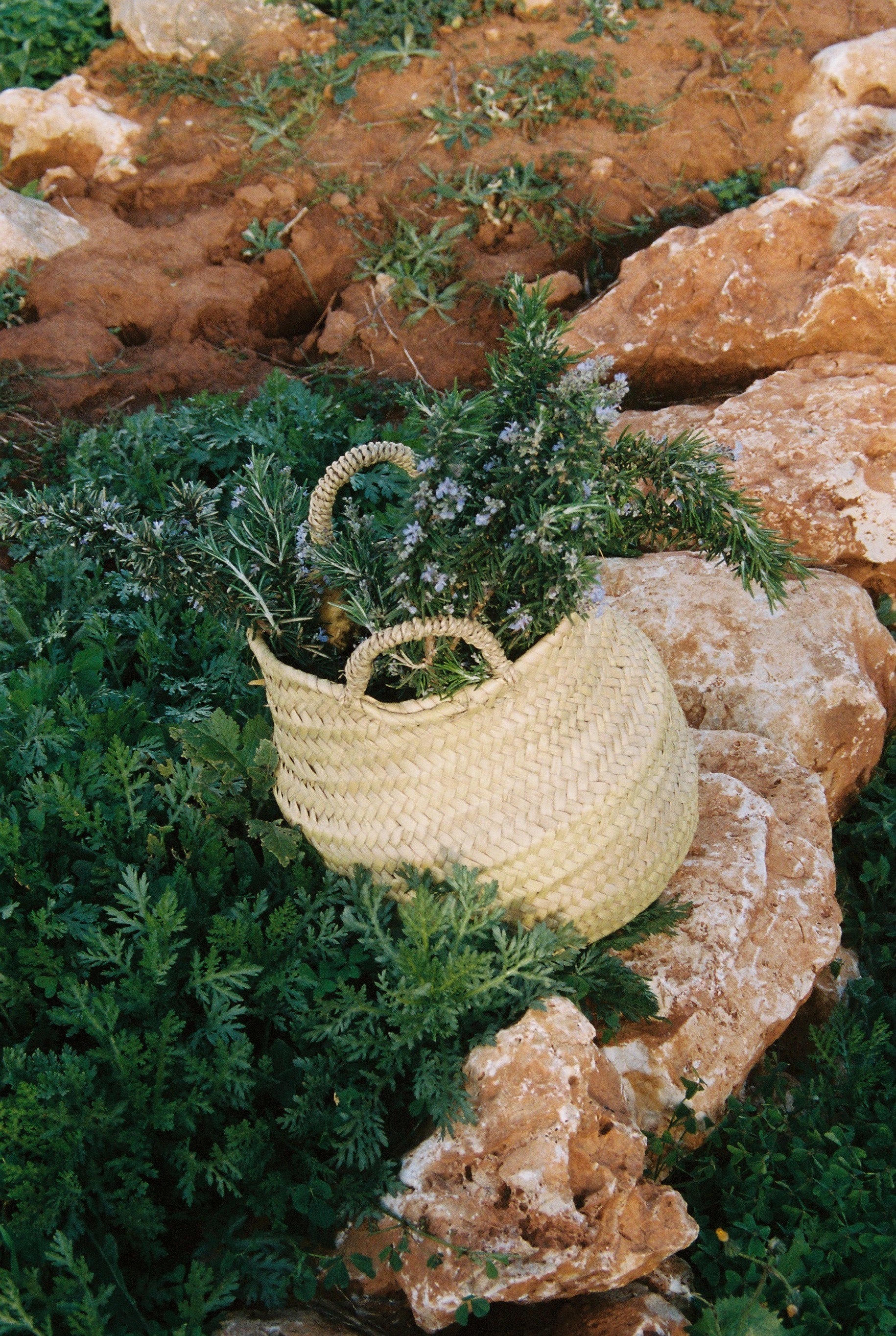 The Botanicals That Define the Mallorcan Landscape
