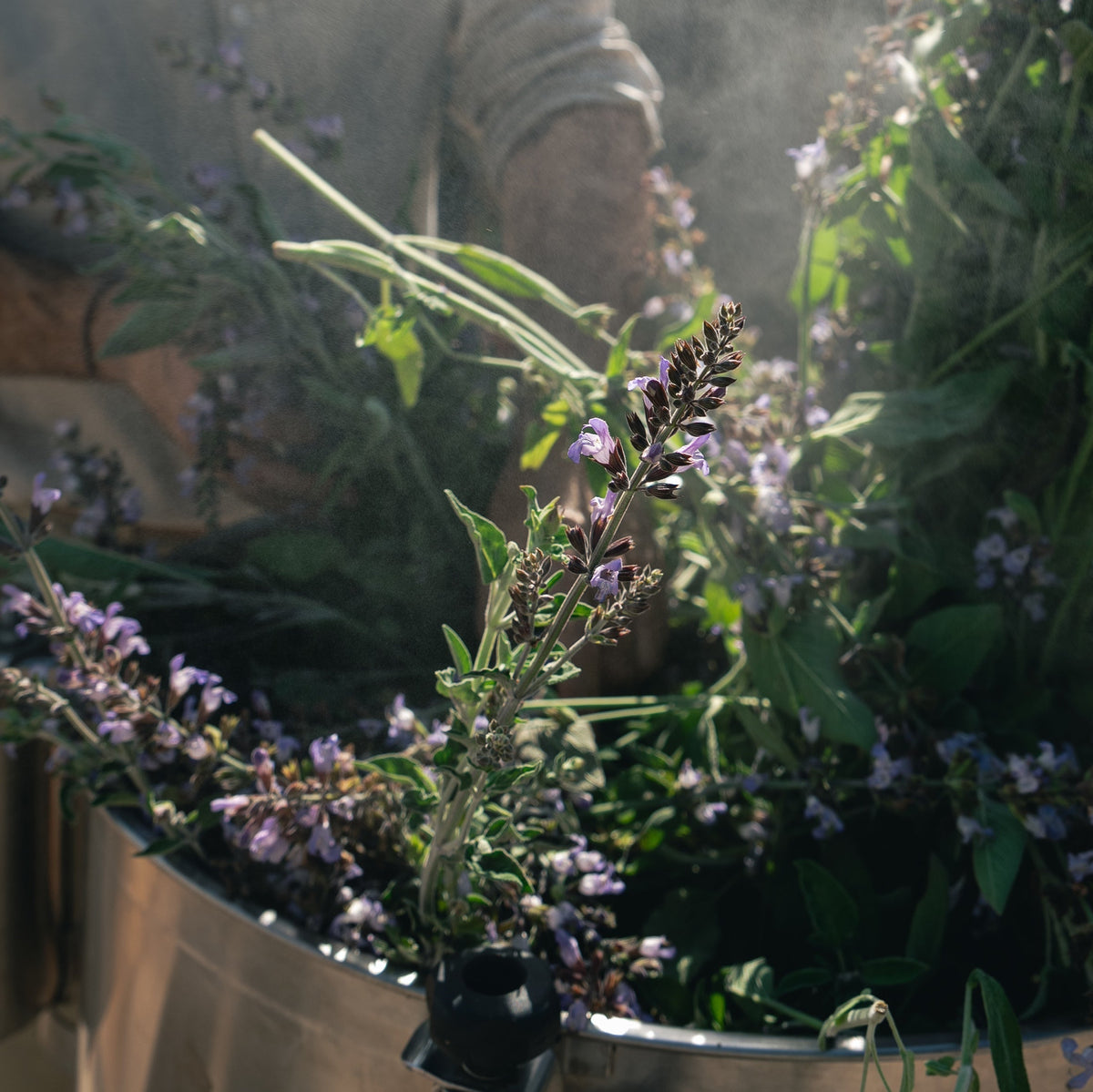 Esteve at Cala Falcó farm distilled a variety of botanicals including lavender