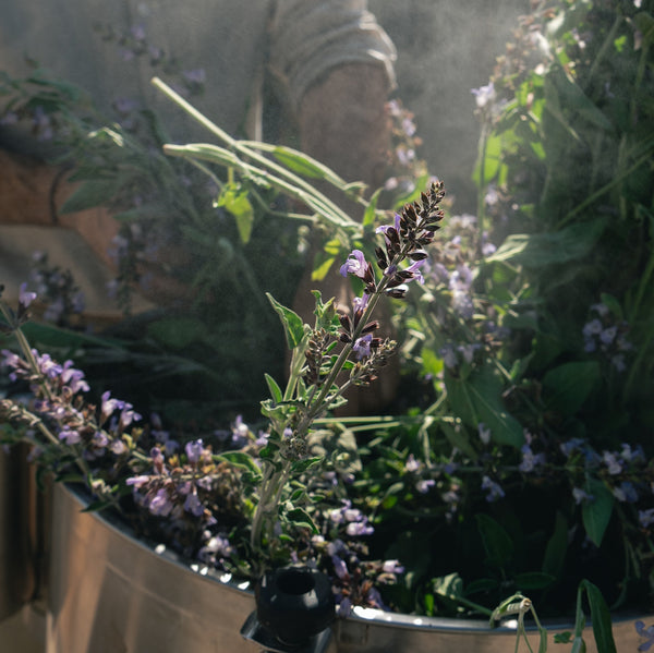 Esteve at Cala Falcó farm distilled a variety of botanicals including lavender