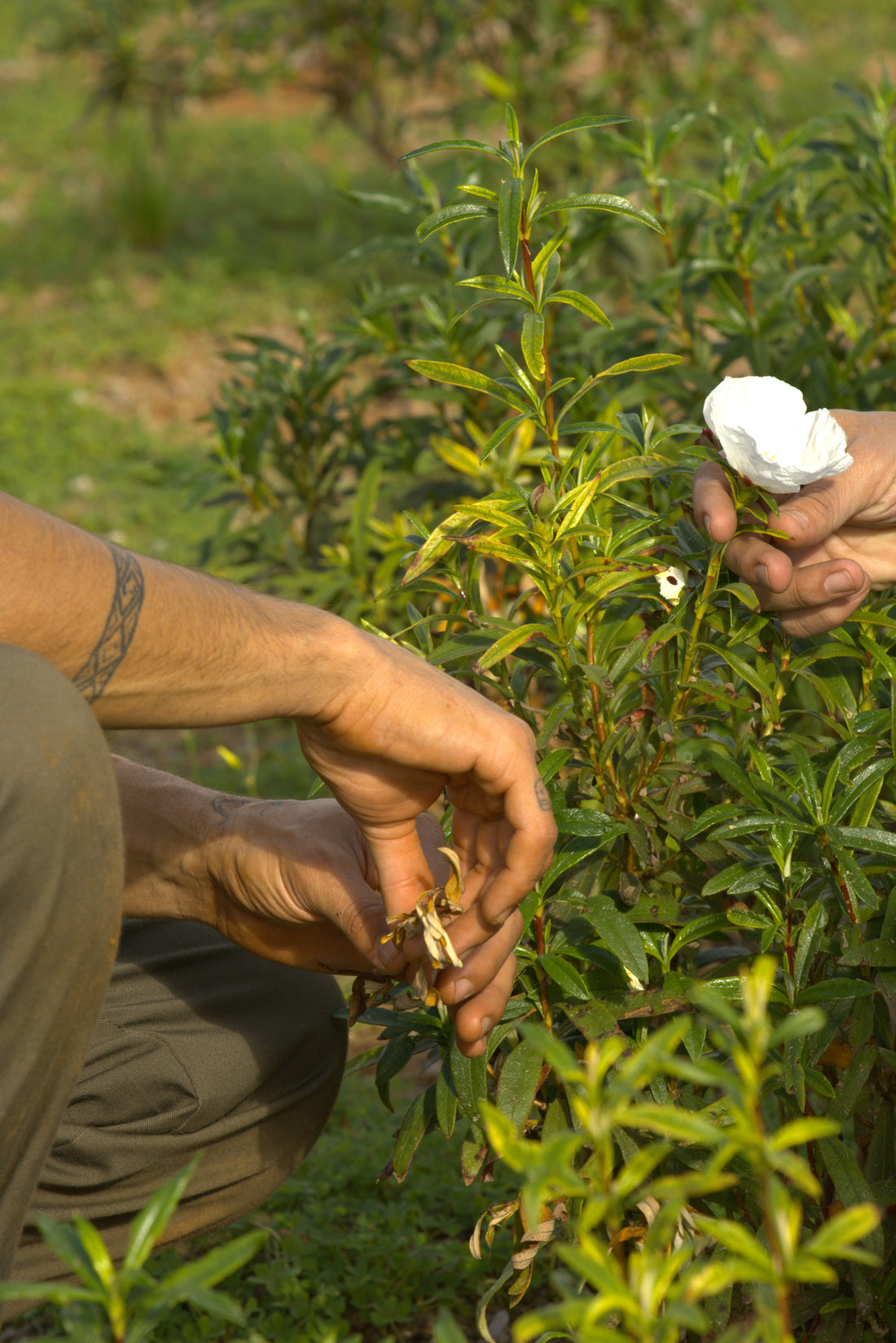 From Soil to the Bottle: The Journey of Sustainable Agriculture in Luxury Perfumes