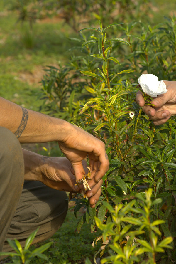 From Soil to the Bottle: The Journey of Sustainable Agriculture in Luxury Perfumes