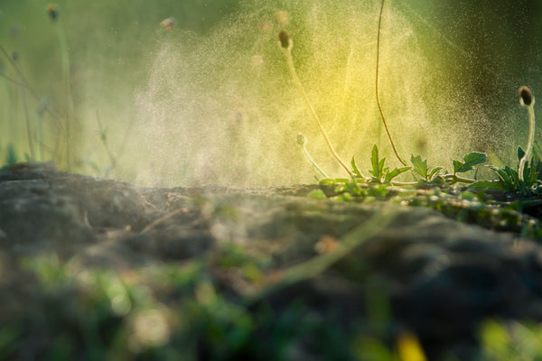 The Neuroscience of Scent: How Fragrances Shape Mood and Memory