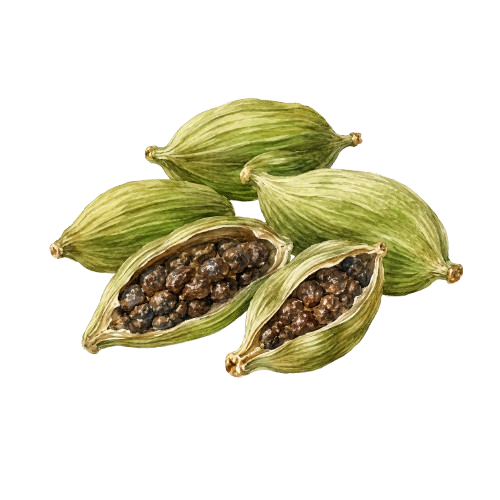 Cardamom