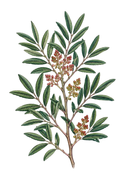 Mastic Pistacia Lentiscus