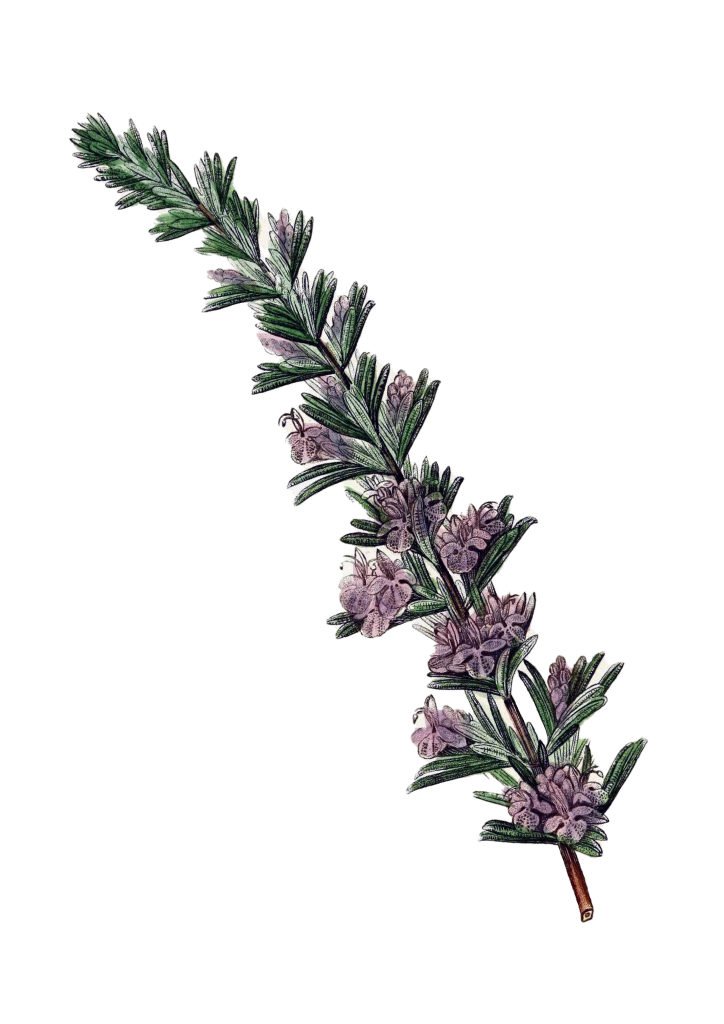 Rosemary Salvia rosmarinus