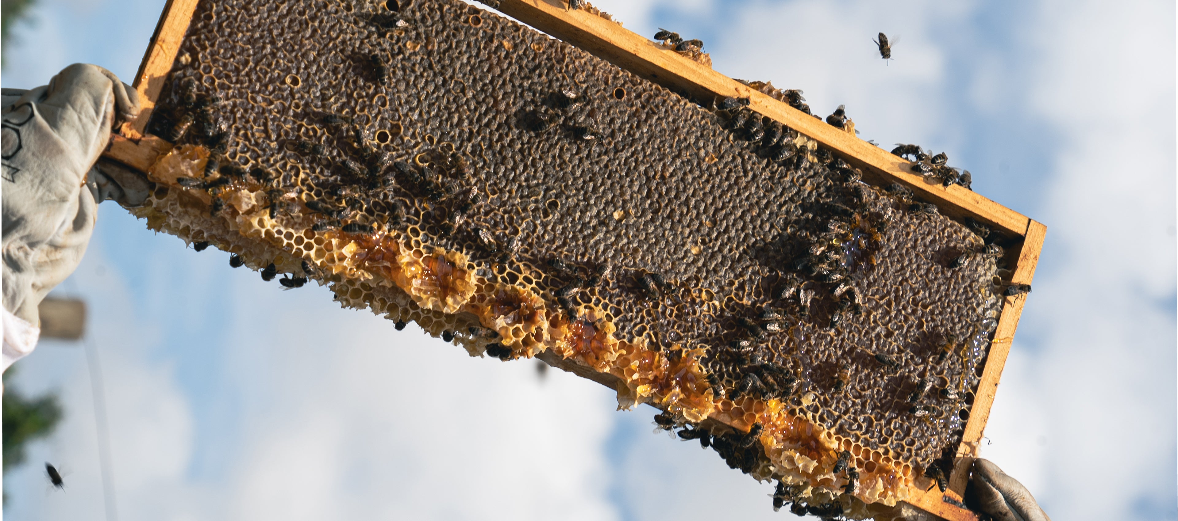 Bees in frame held by beekeeper on Cala Falcó farm