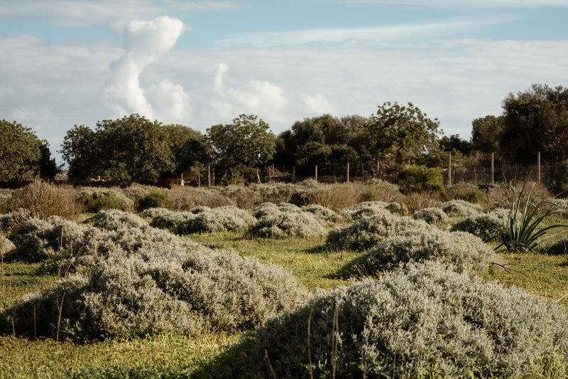 Cala Falcó Farm