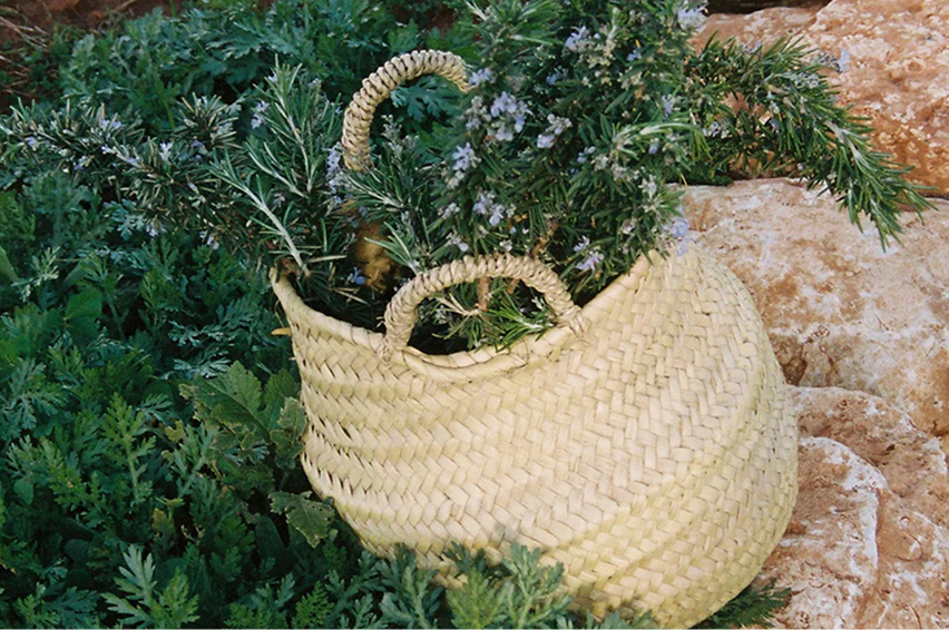 Botanicals being collected from the Cala Falcó estate