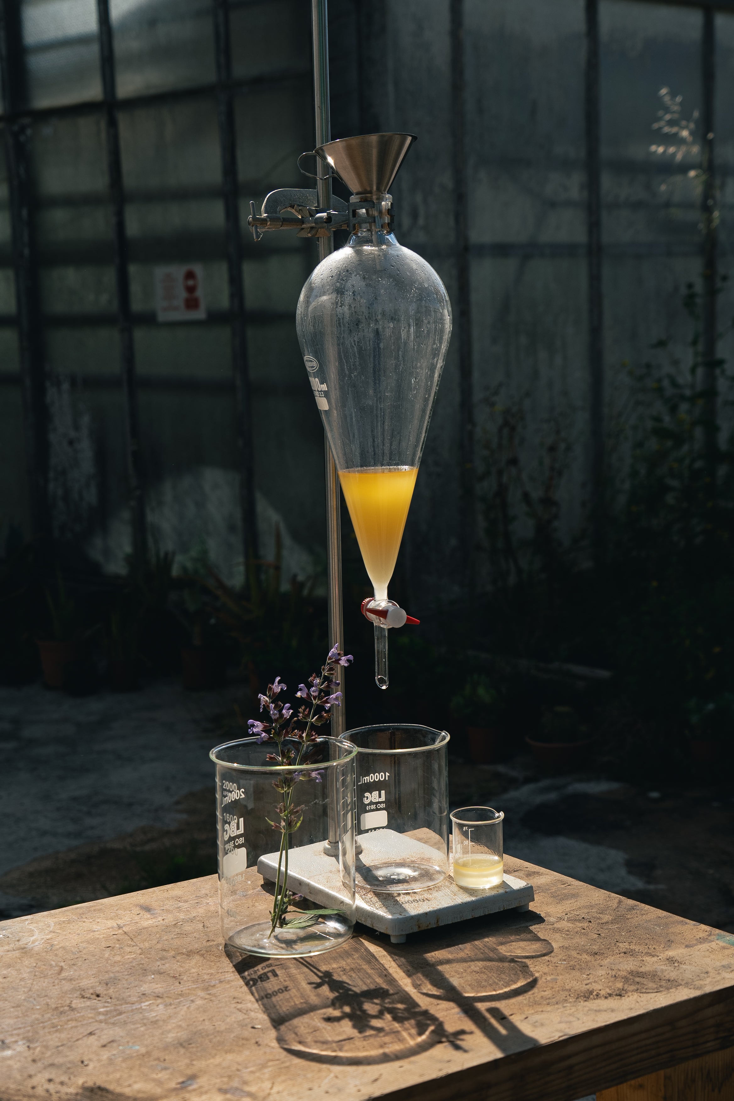 Cala Falcó estate botanicals being distilled 
