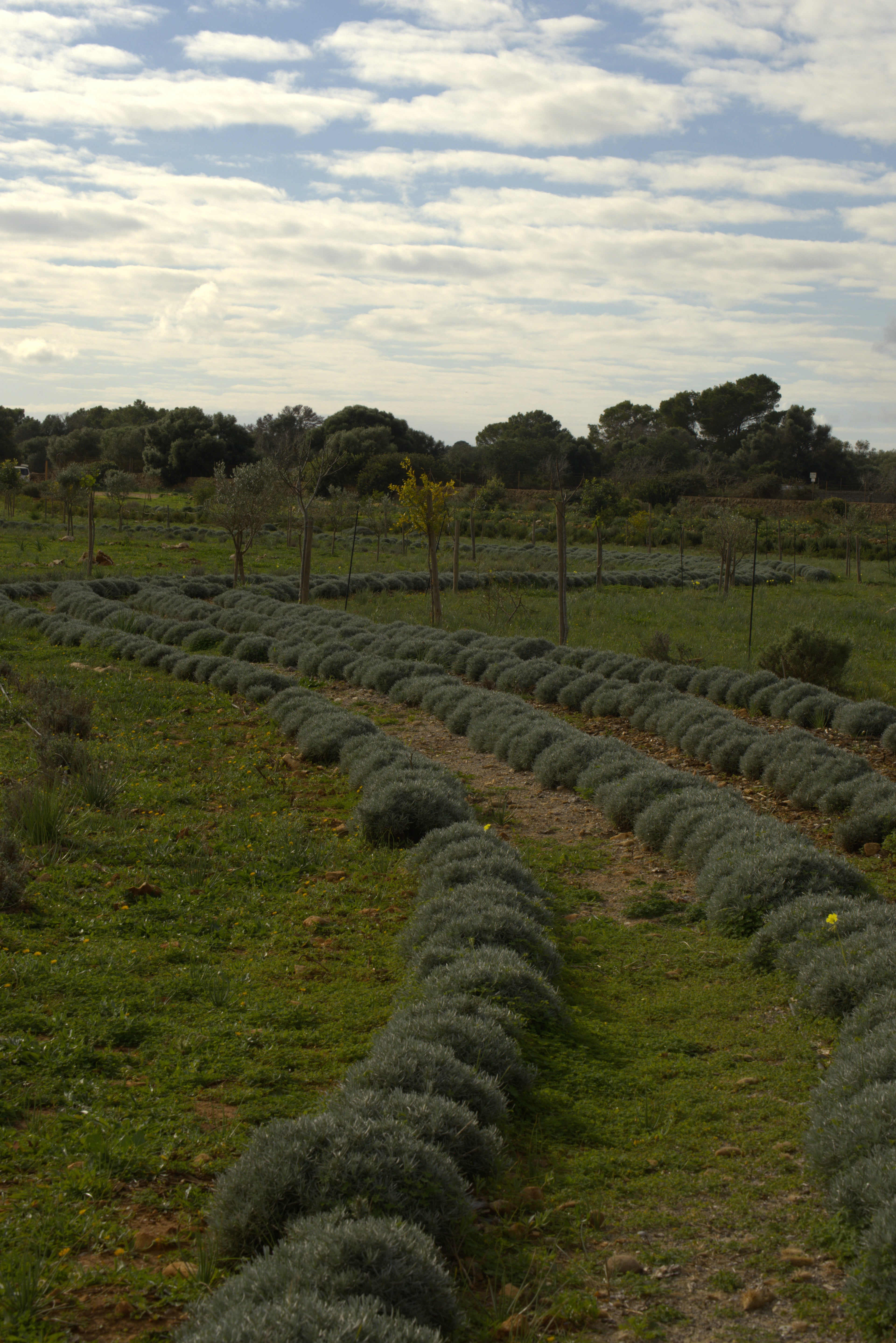 Rows of botanicals and trees growing at the Cala Falcó estate farm in Mallorca