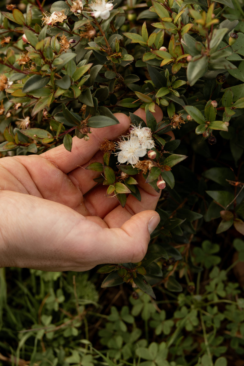 Hand holding a small plant with white flowers against a green background