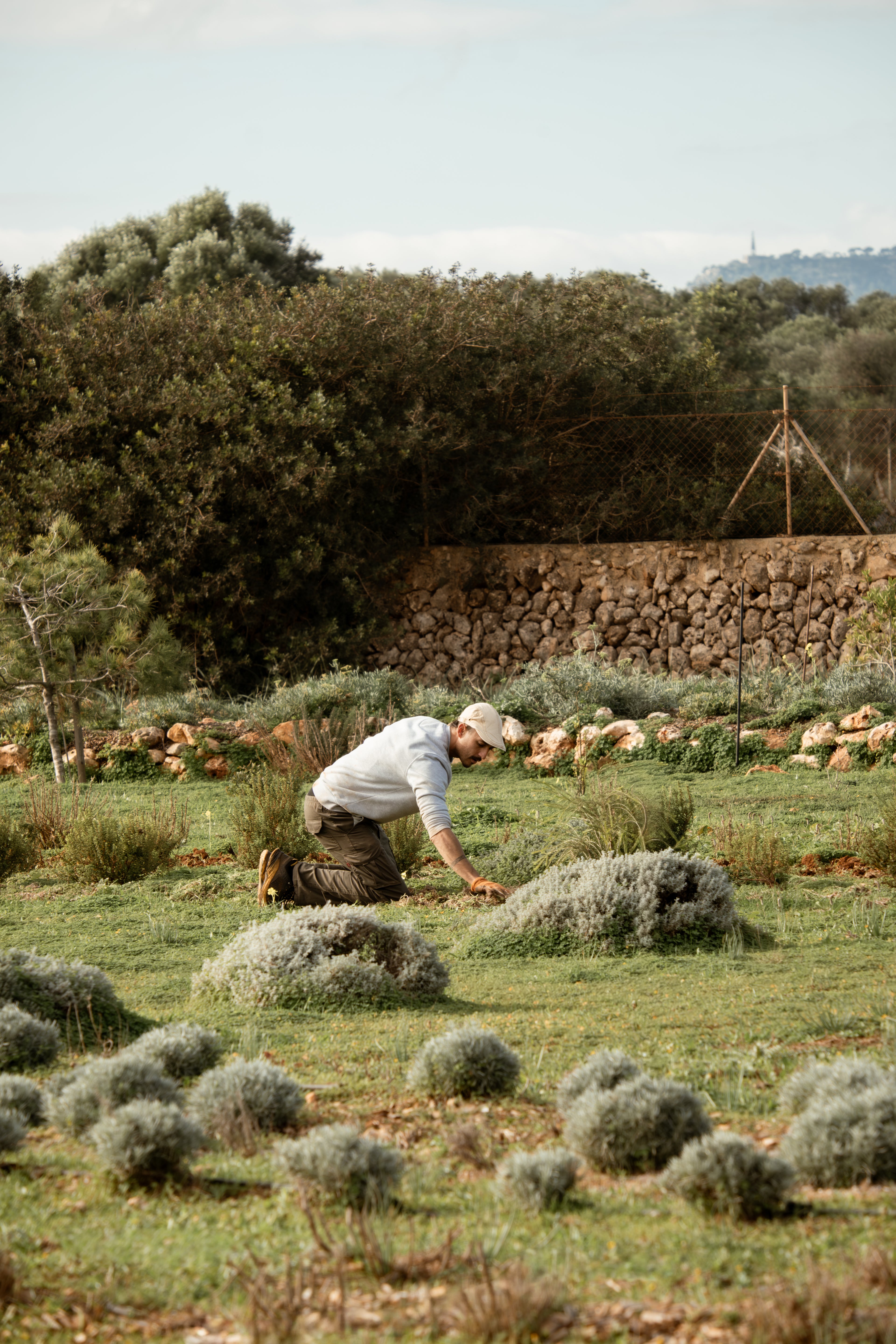 Cala Falcó team member tending to plants in a field with a stone wall and trees in the background