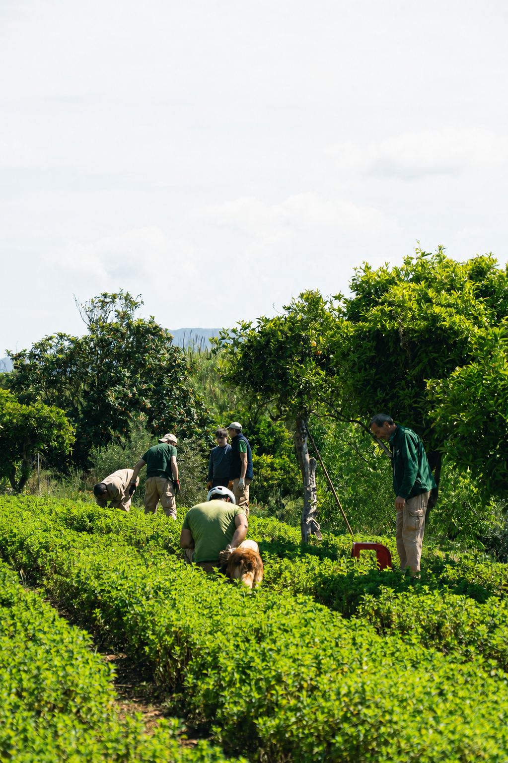 People working in a field with greenery and trees in the background on the Cala Falcó estate