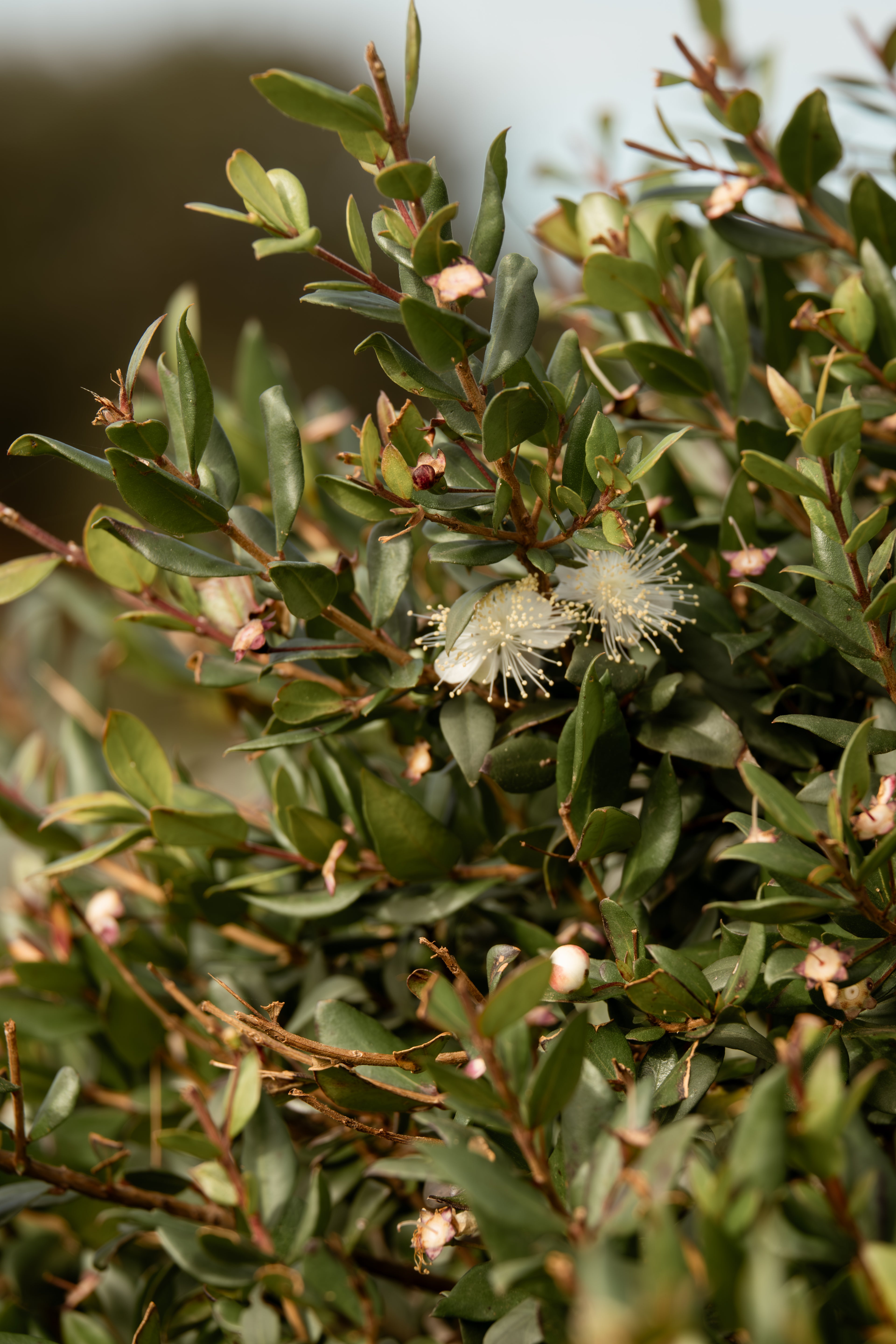 Close-up of a green leafy plant with small white flowers on the Cala Falcó estate