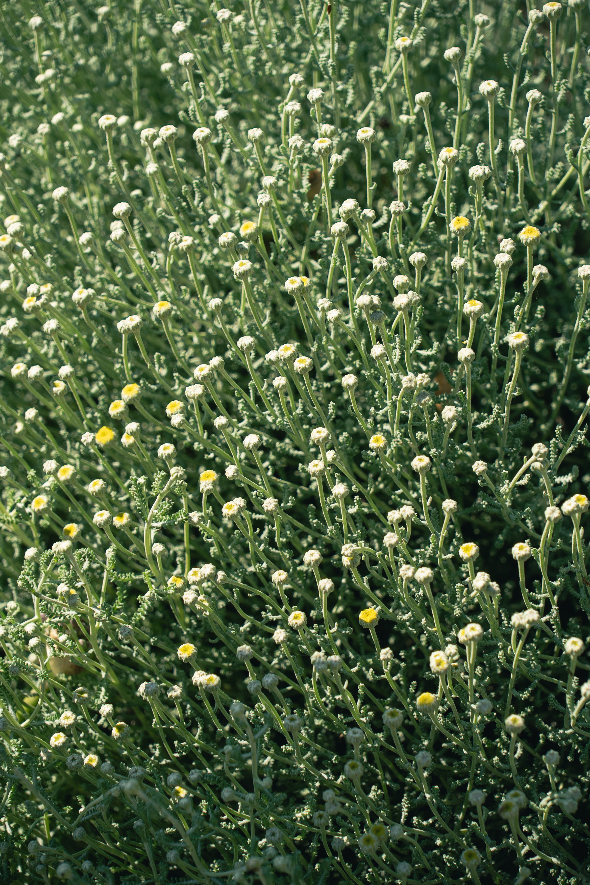 Field of daisies at the Cala Falcó estate