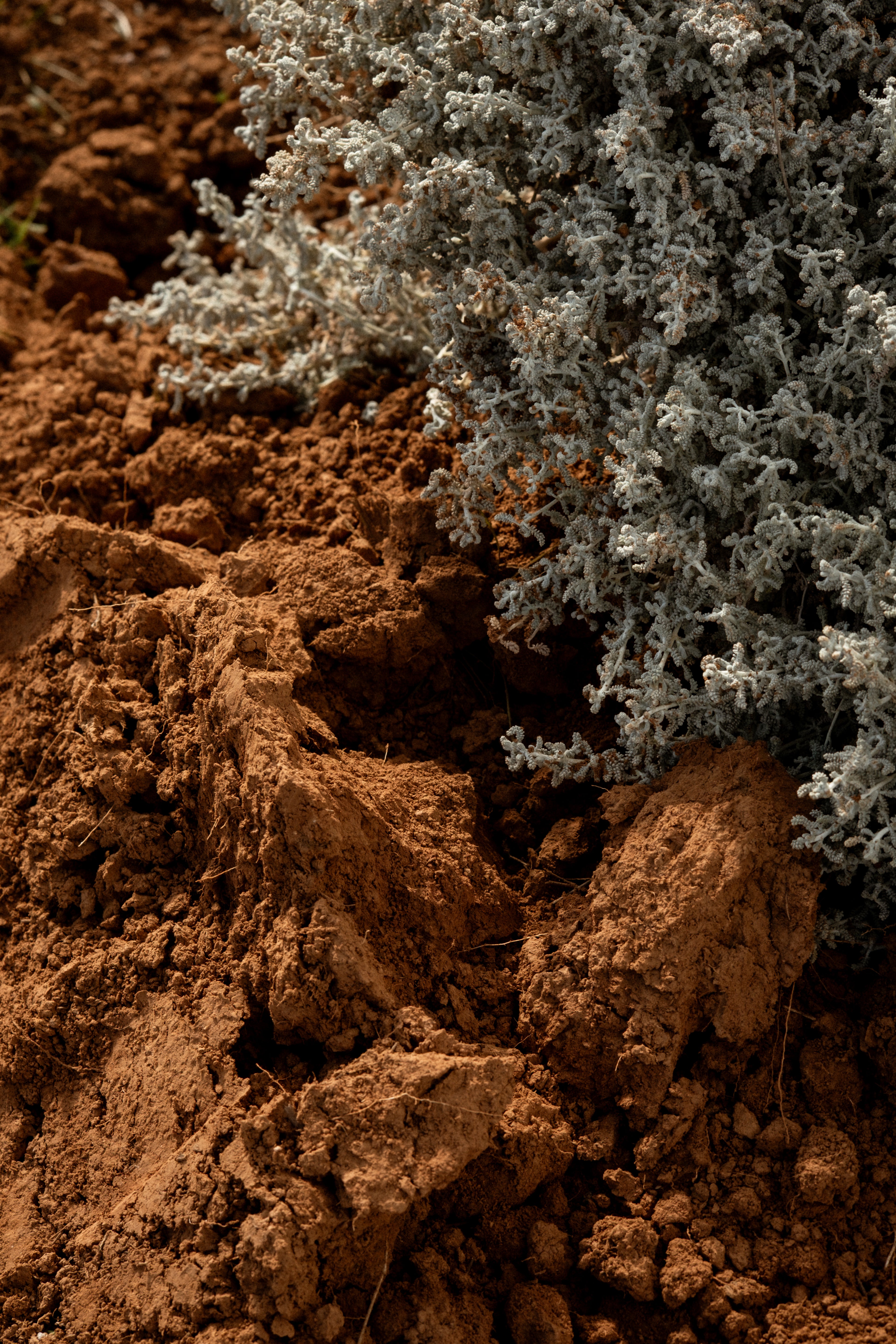 Earthy soil and botanicals at the Cala Falcó estate