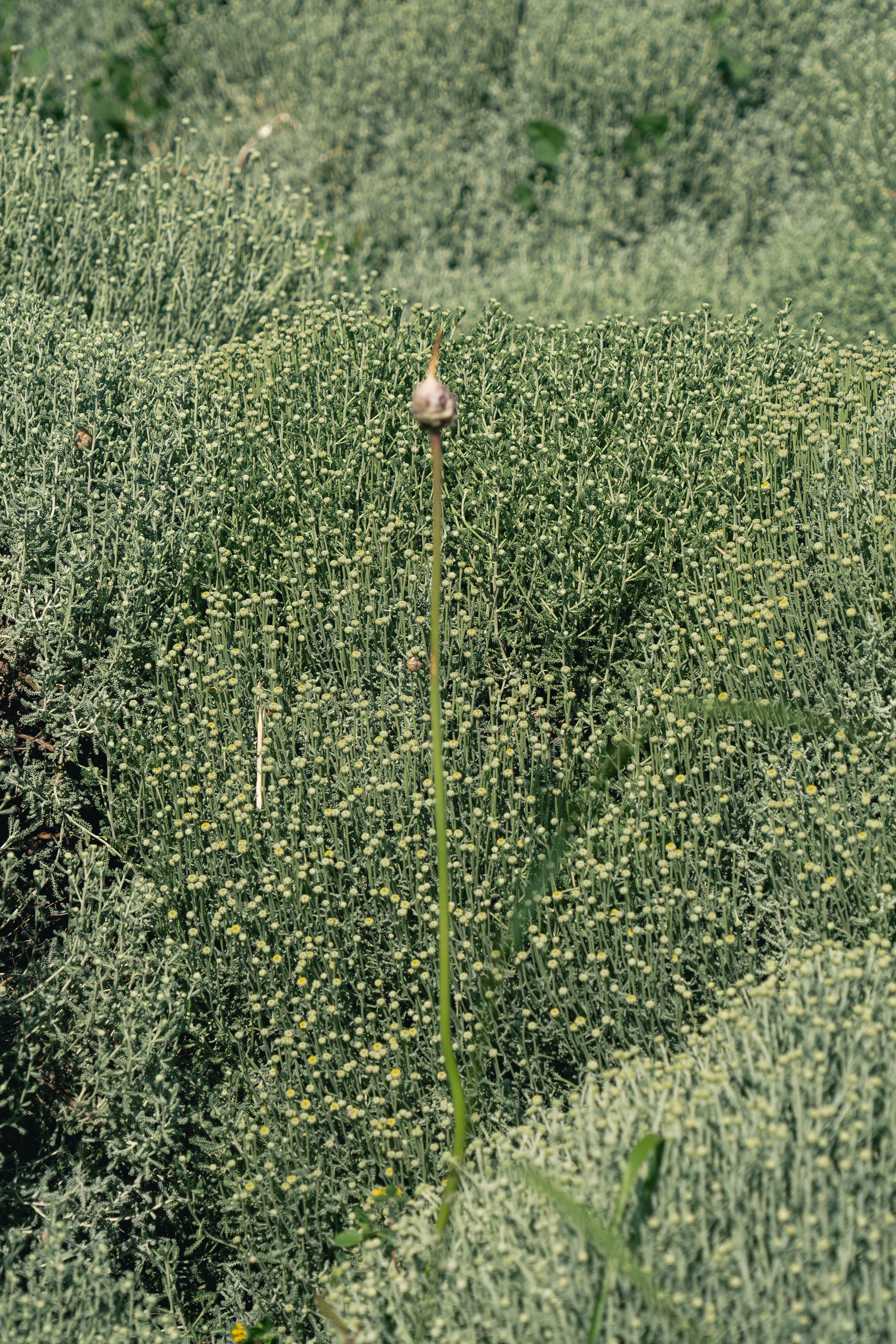 Tall green plant with a bulb-like structure in a field of daisies across the Cala Falcó estate