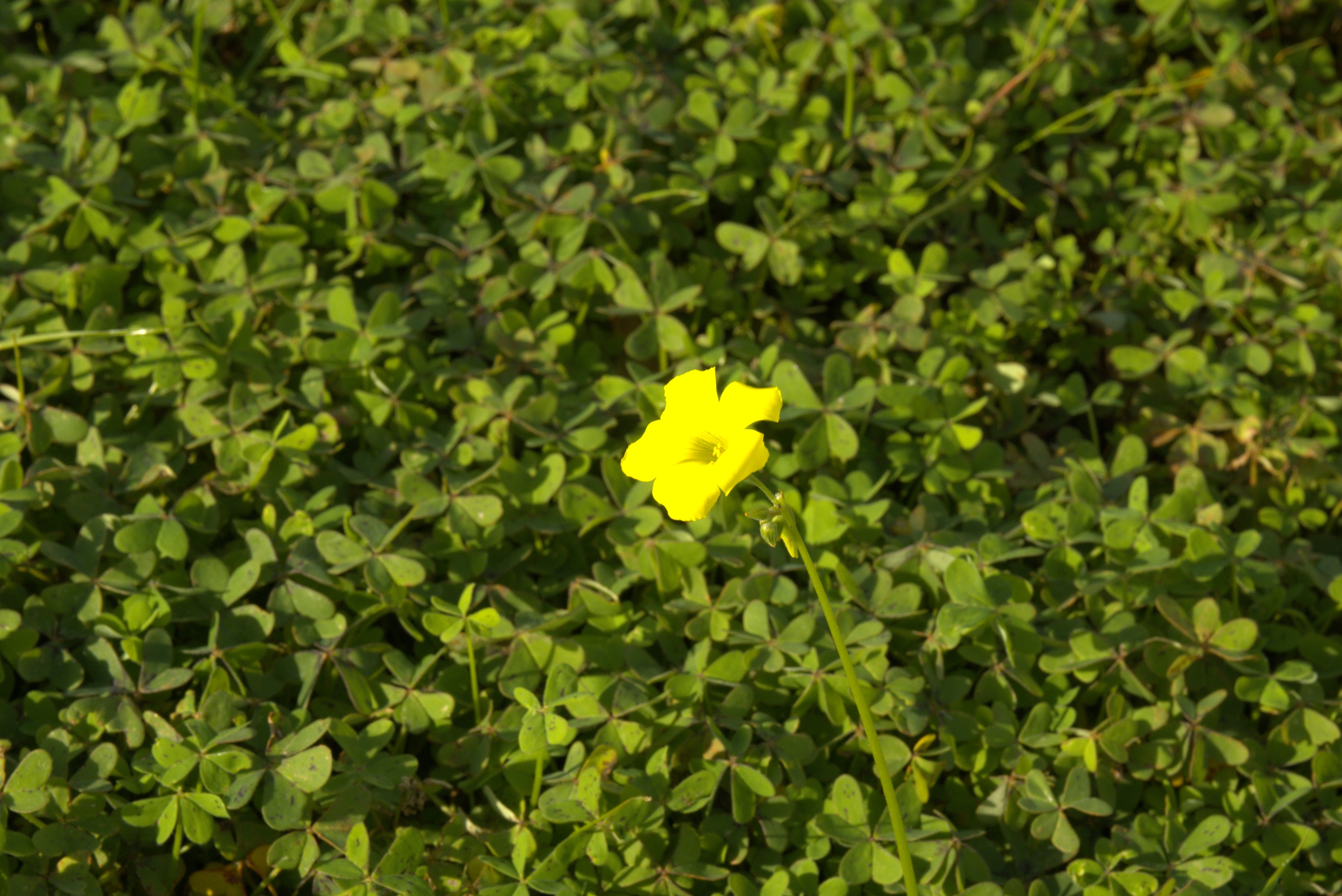 Yellow flower in Cala Falcó estate greenery