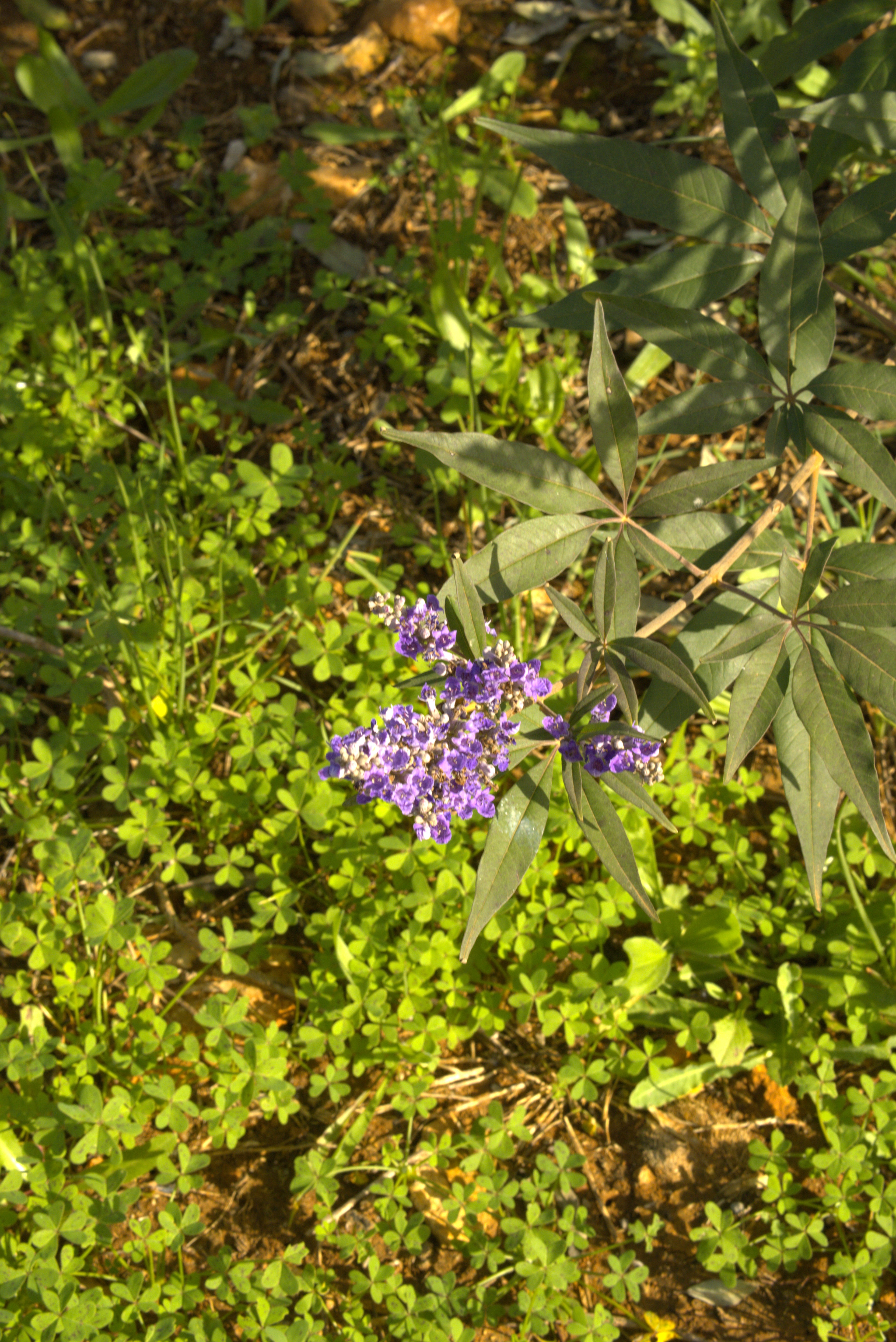Purple flowers on the Cala Falcó farm