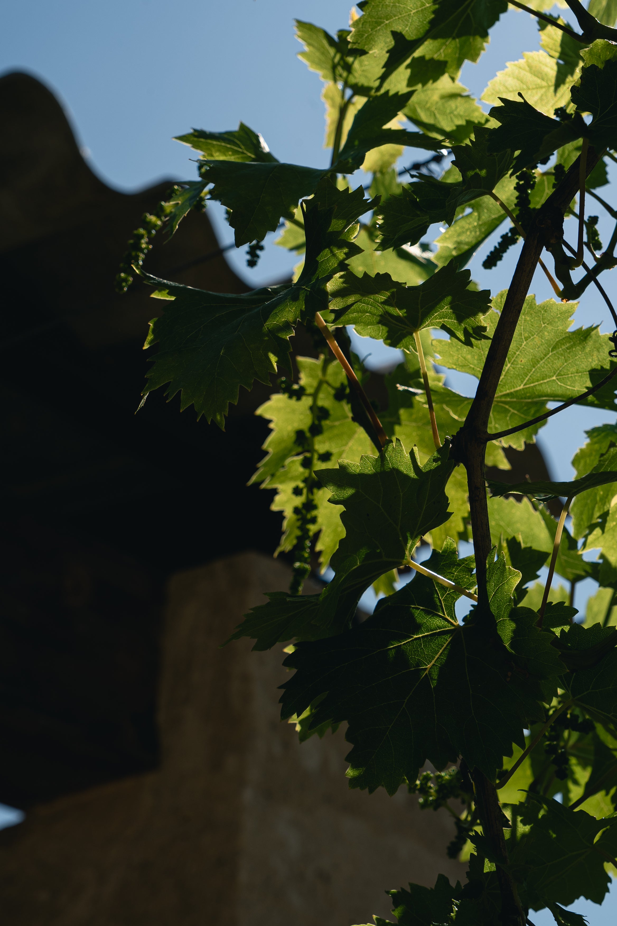 Close-up of green leaves against a blue sky