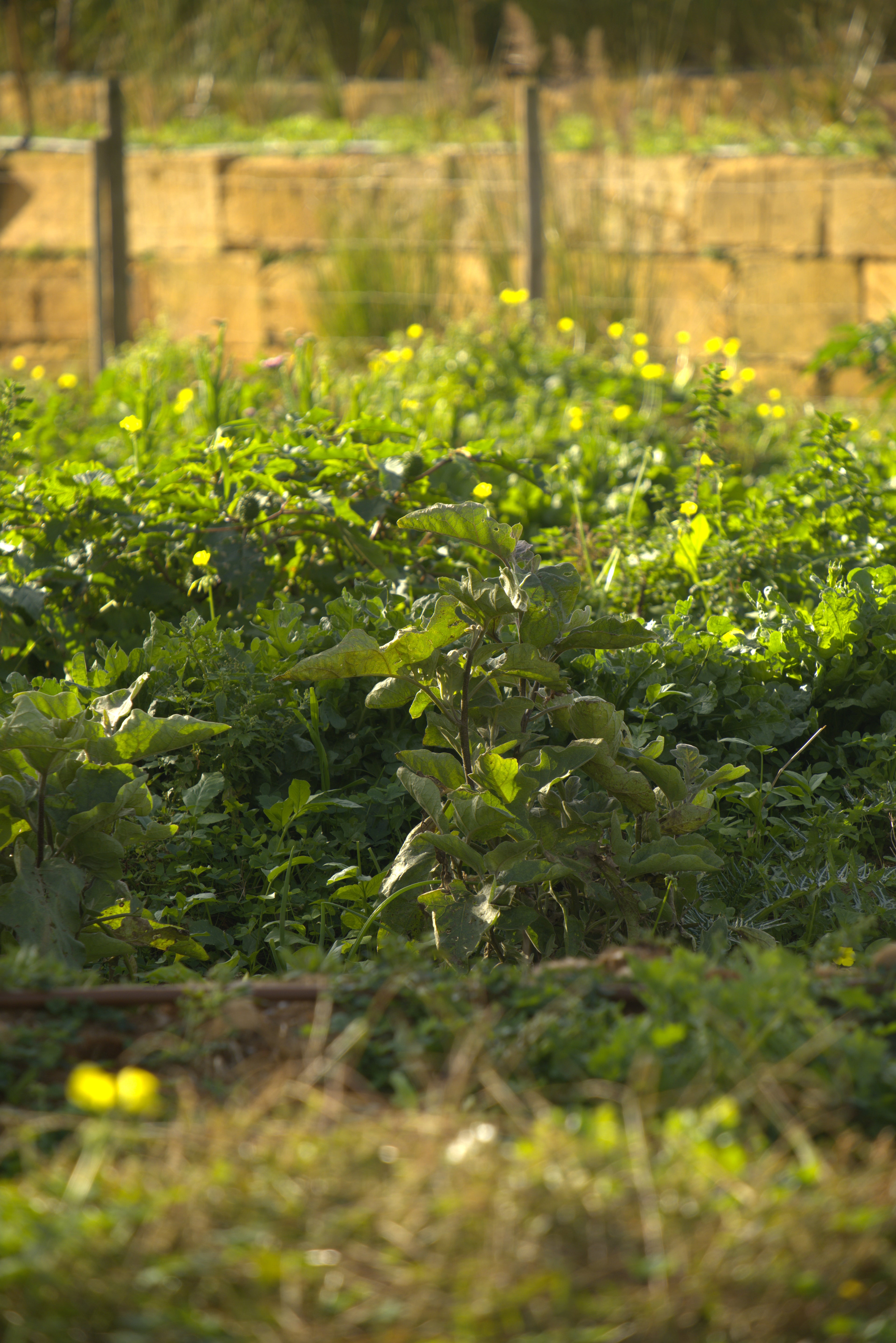 Green plants growing on the Cala Falcó estate with a wooden fence in the background