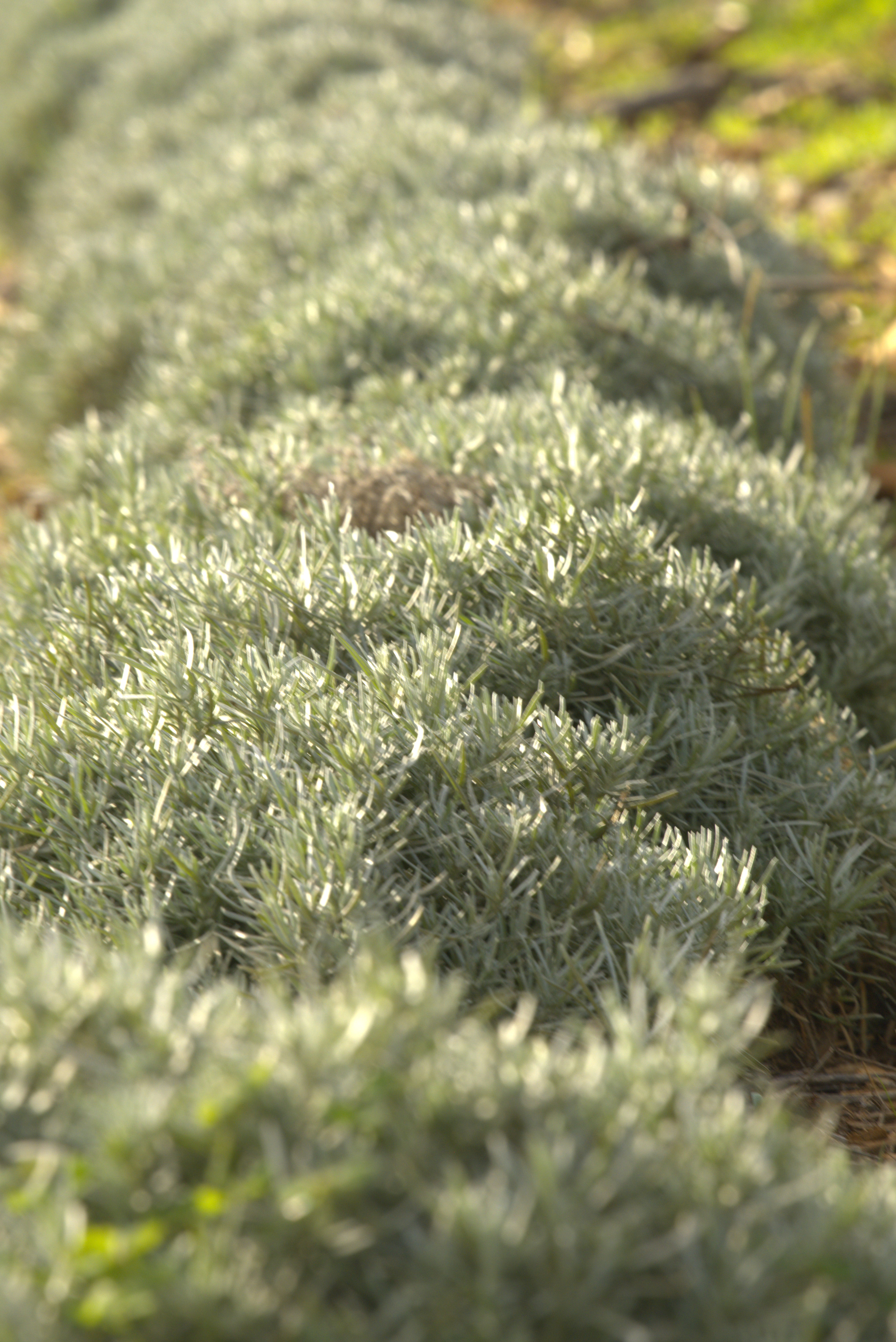 Close-up of green shrubbery on the Cala Falcó estate