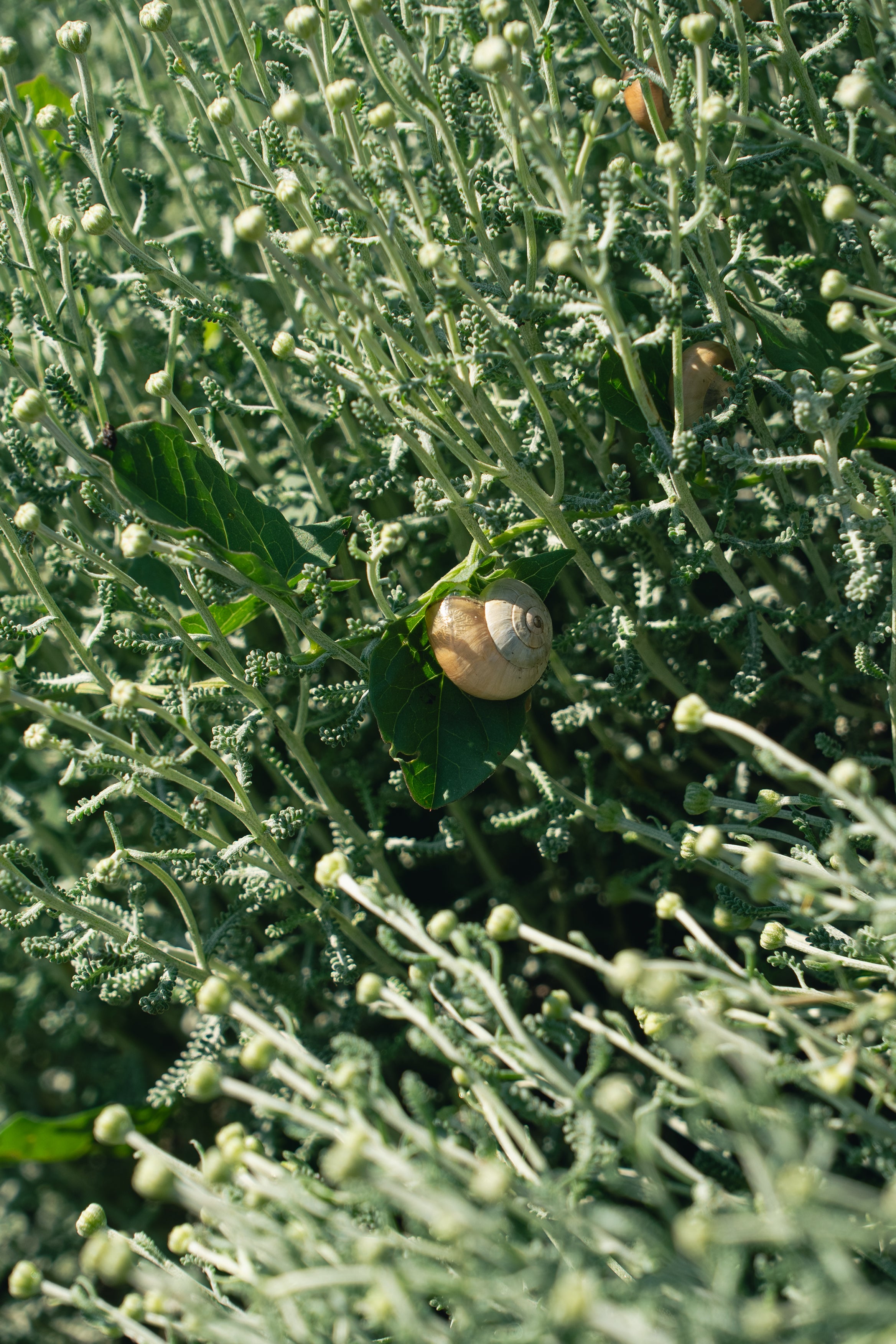 Close-up of a snail on green foliage on the Cala Falcó farm