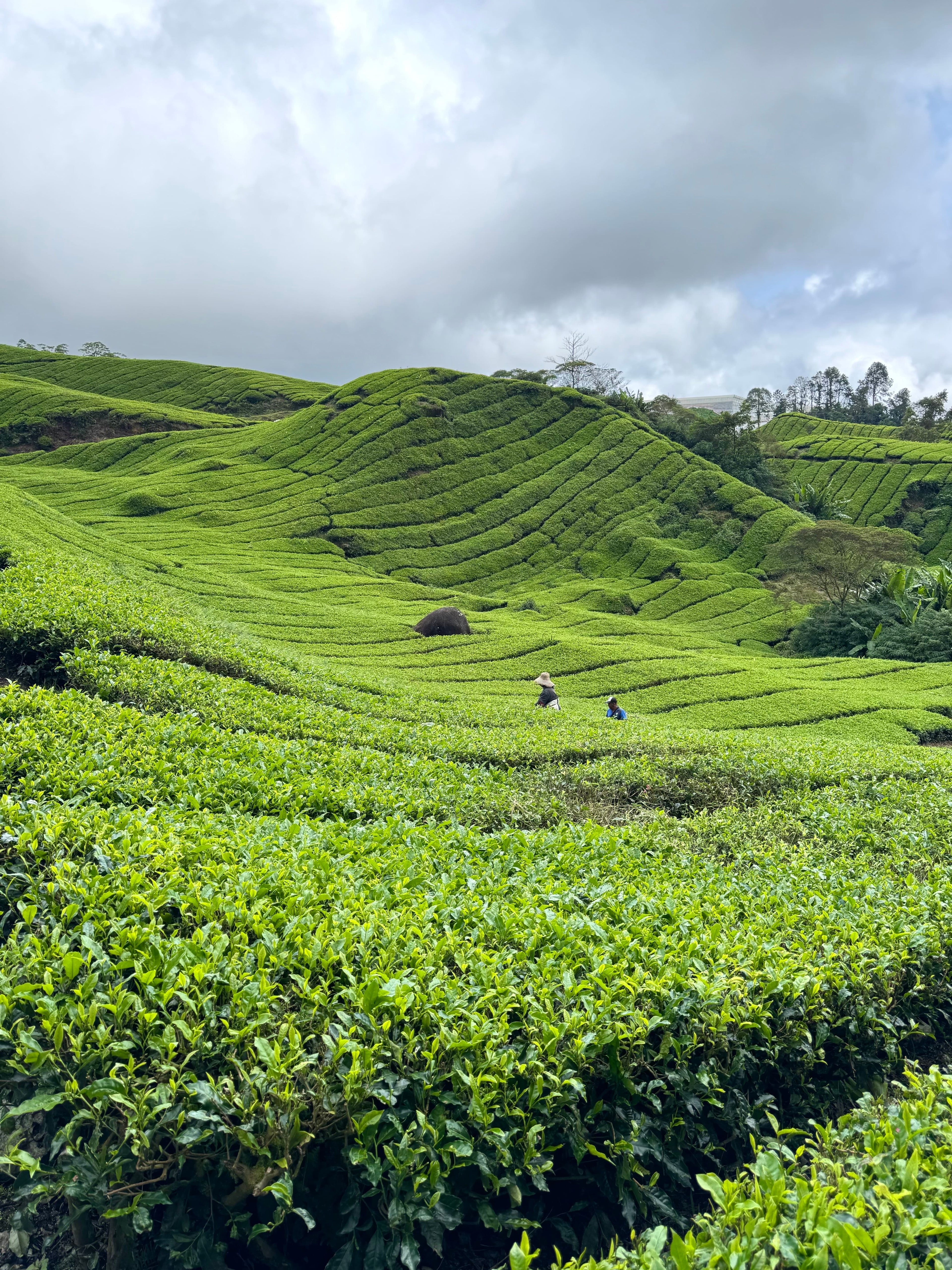 Malaysian farm with hilly landscape