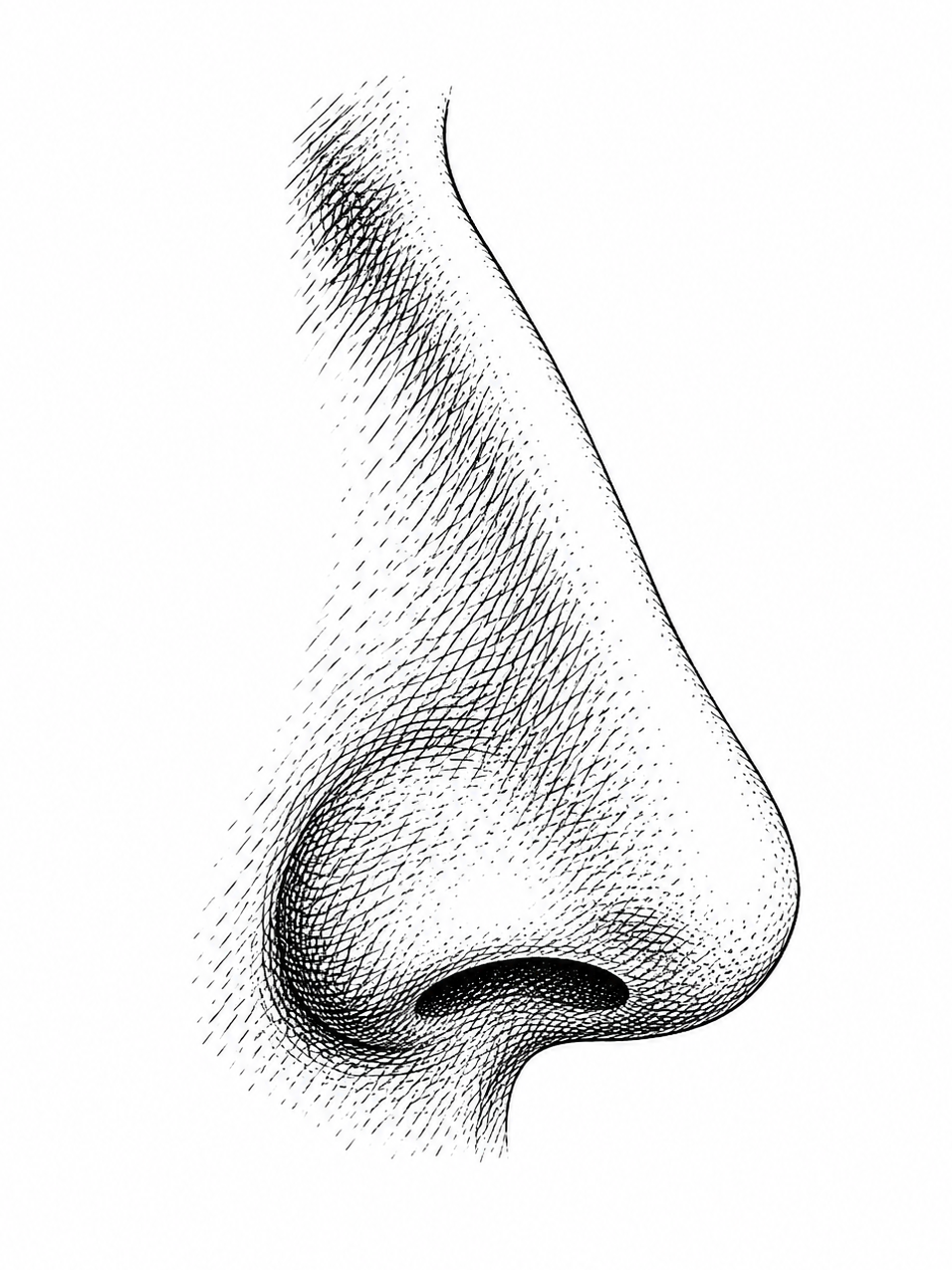 Detailed black and white line drawing of a nose