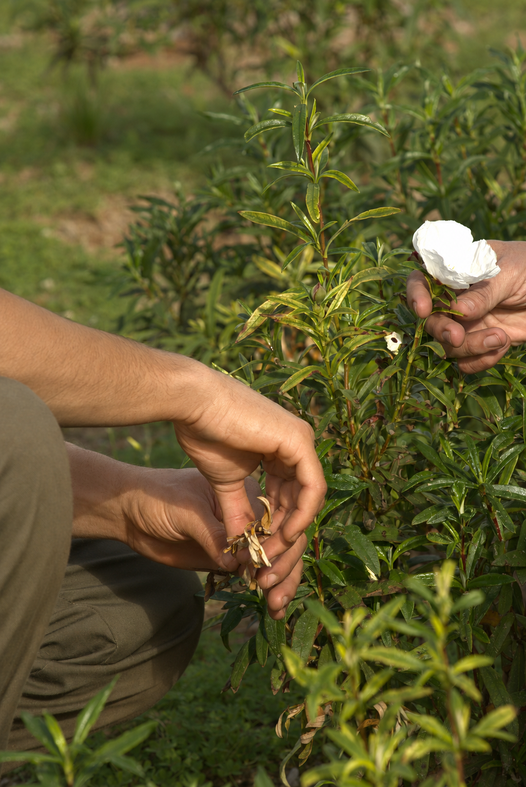 Cala Falcó team picking botanicals on Cala Falcó estate
