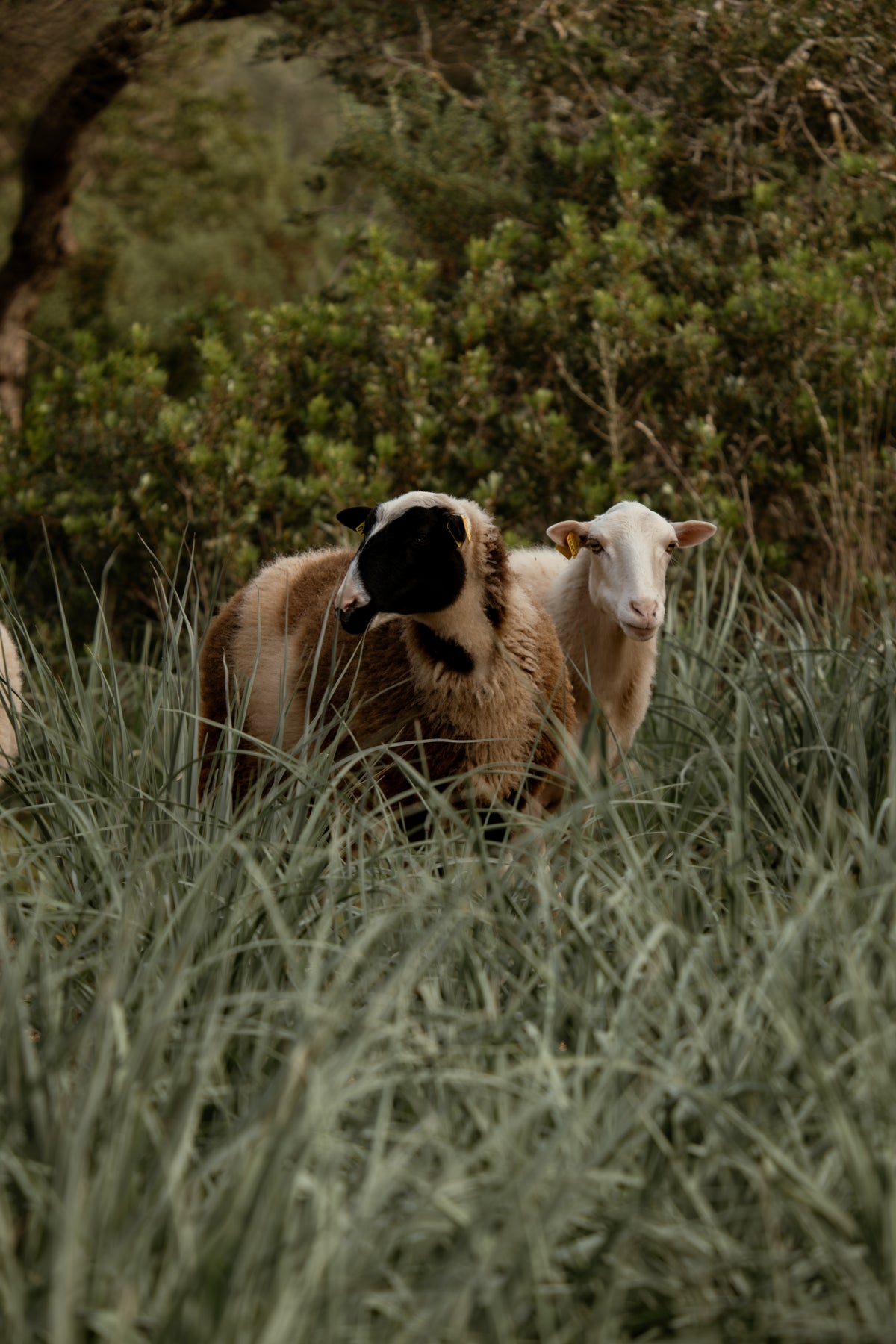 Two sheep standing in a grassy field with trees in the background on the Cala Falcó estate