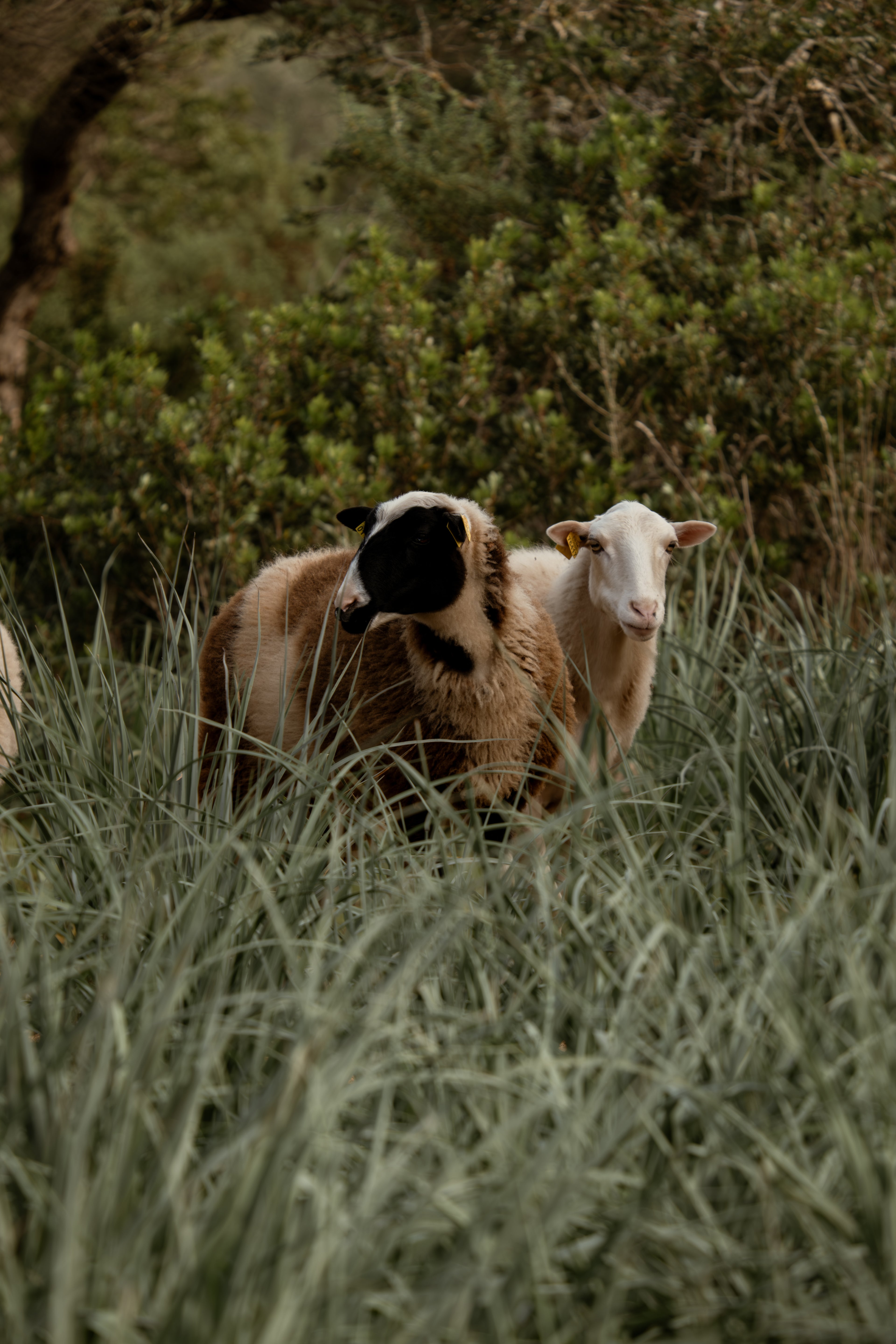 Two sheep standing in a grassy field with trees in the background on the Cala Falcó estate