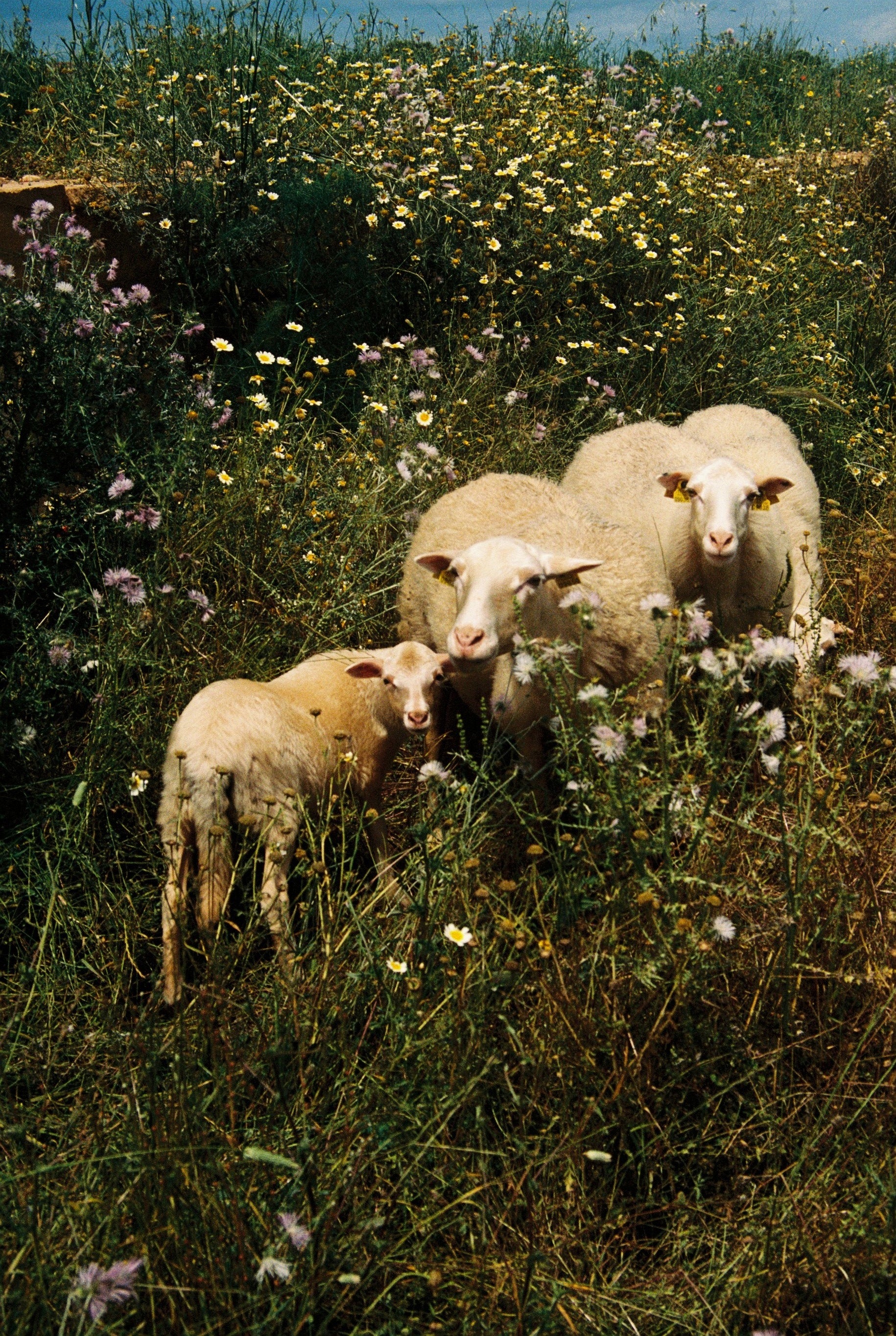 Sheep standing in a field with wildflowers on the Cala Falcó estate