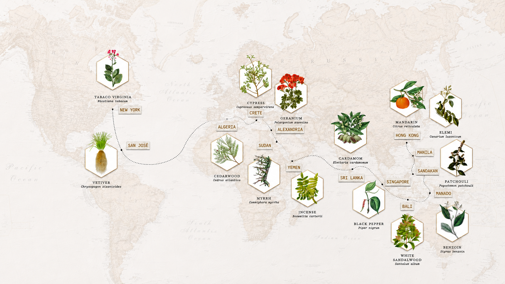So Fong Cala Falcó Collection botanicals map 