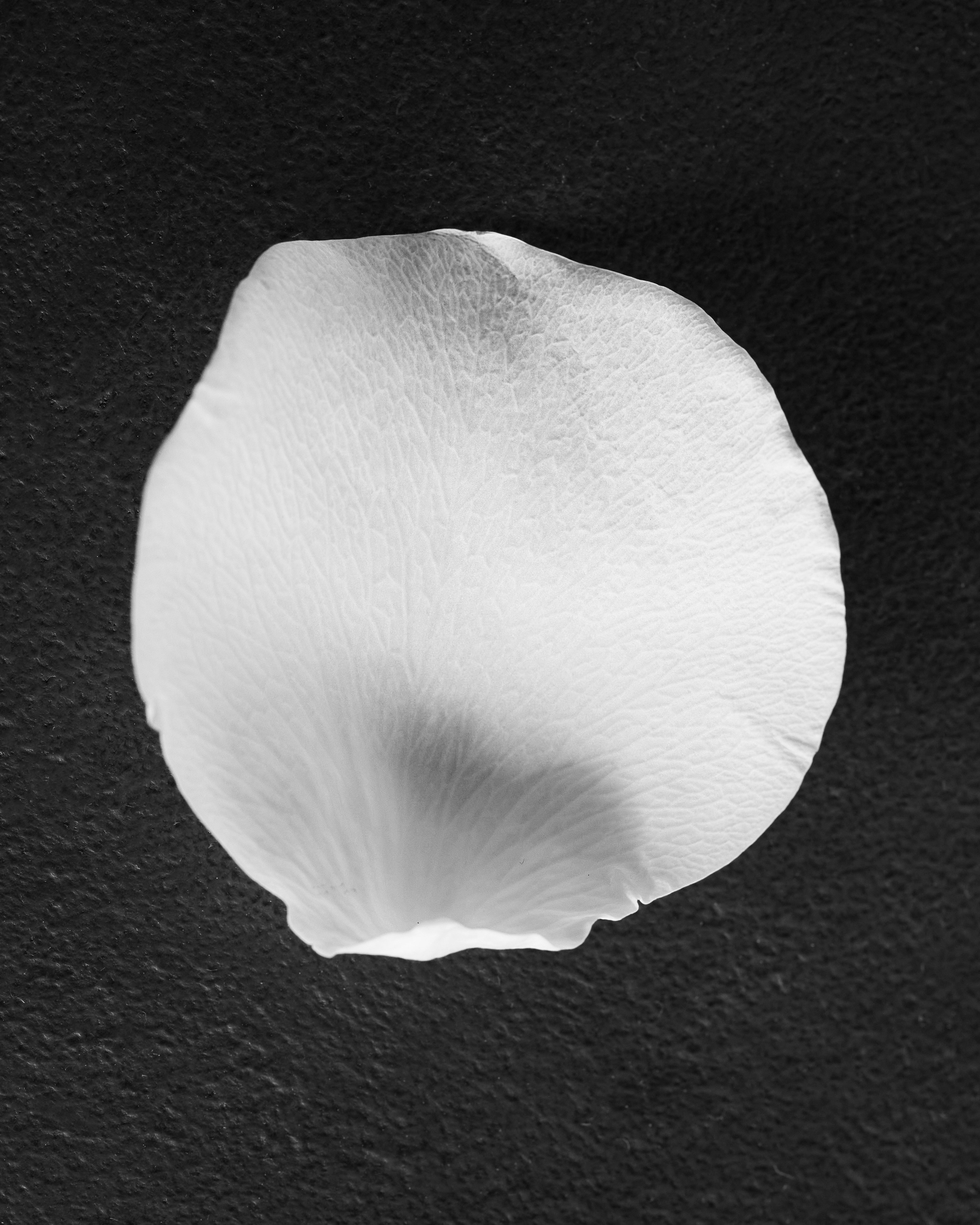 Viti Vinci Petal brand photography 