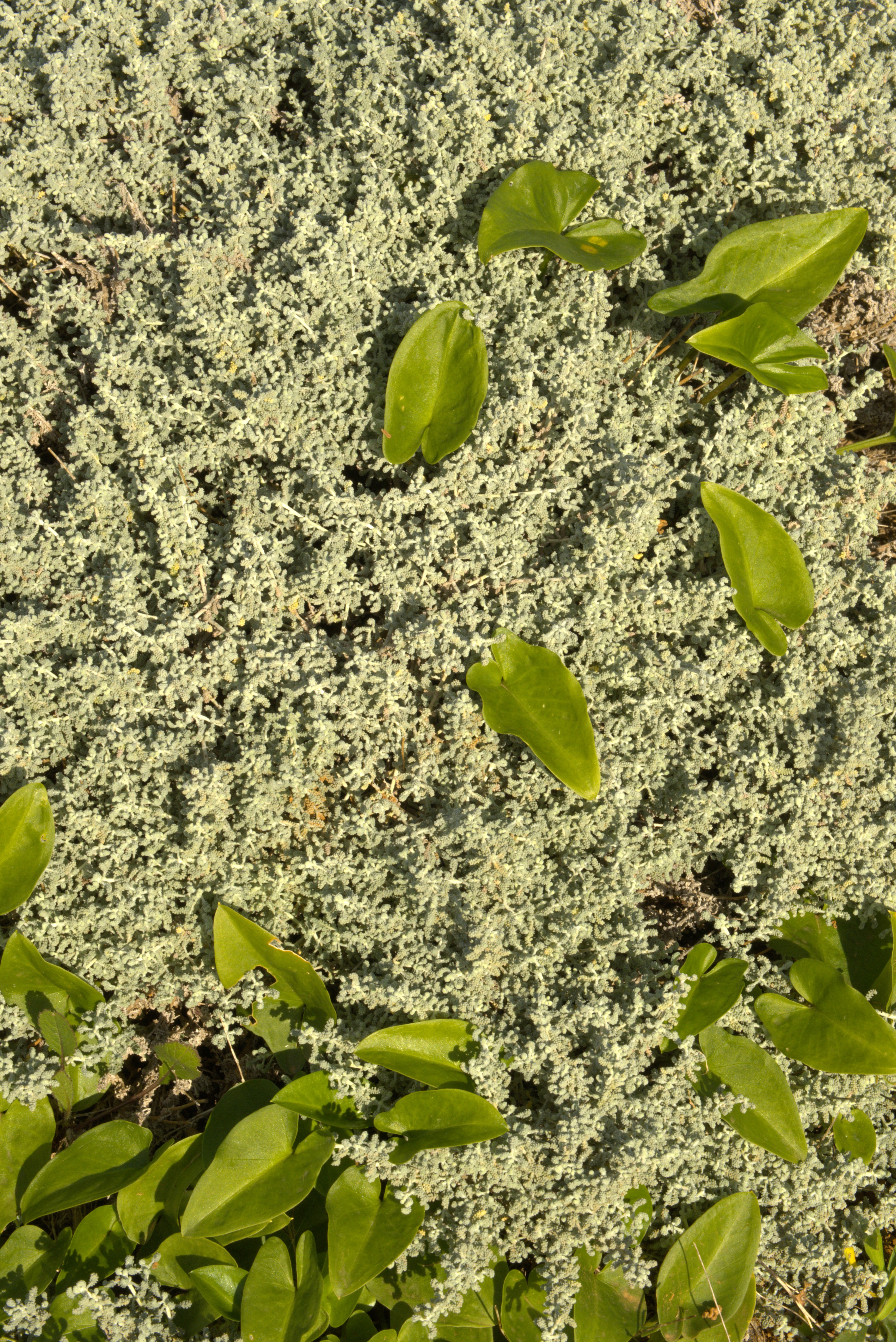 White botanicals and greenery in the Cala Falcó farm