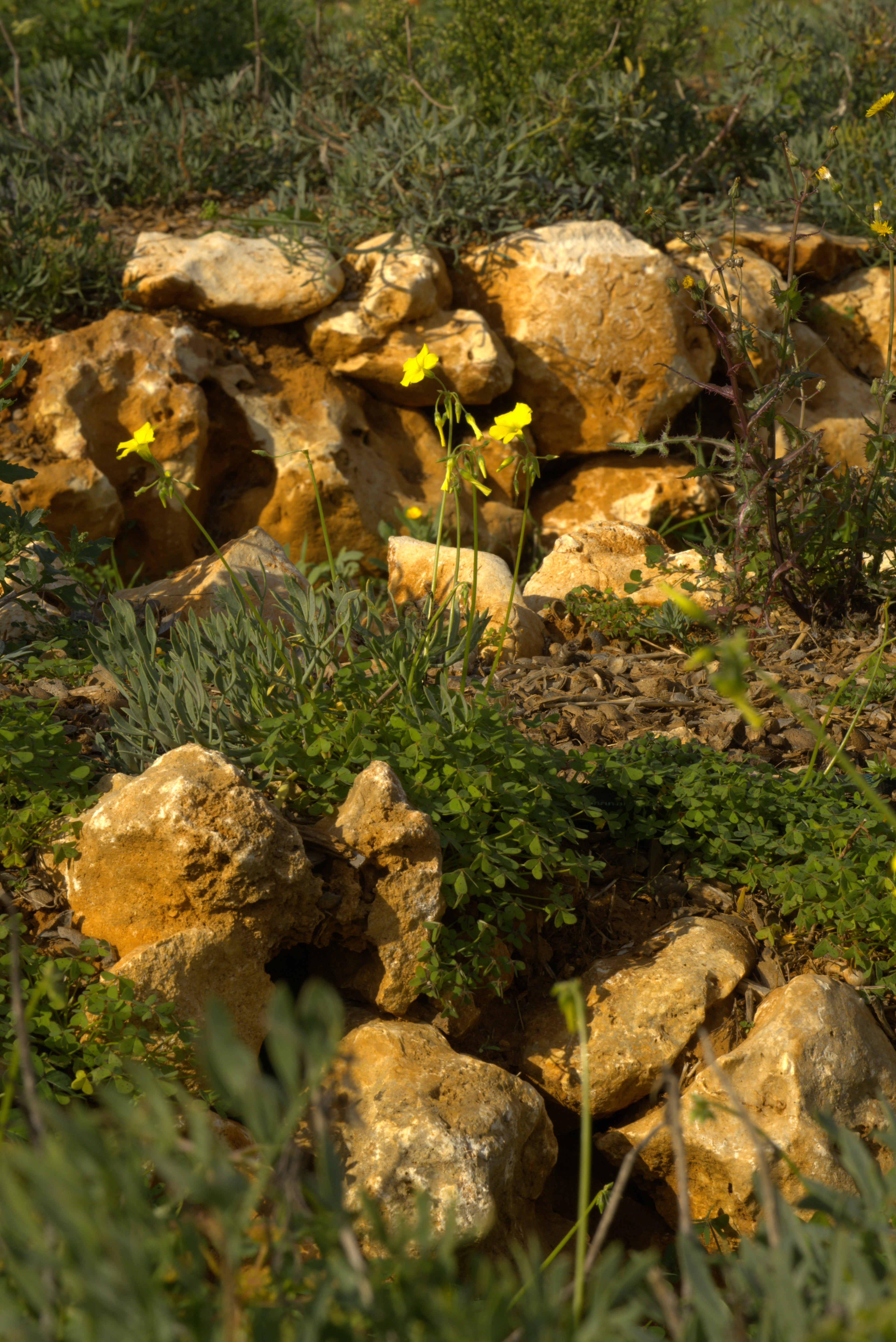 Rocky landscape with greenery and small yellow flowers on the Cala Falcó estate