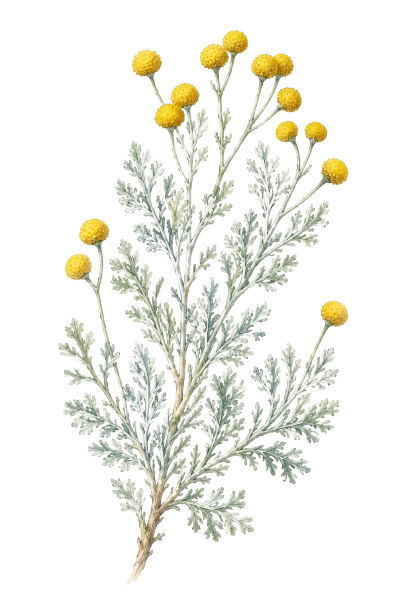 cotton lavender