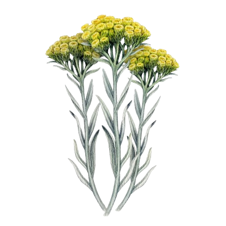 Helichrysum