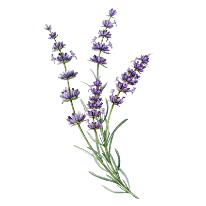 Lavender